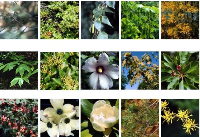  be able to identify the names of all the plants in this plant alphabet.